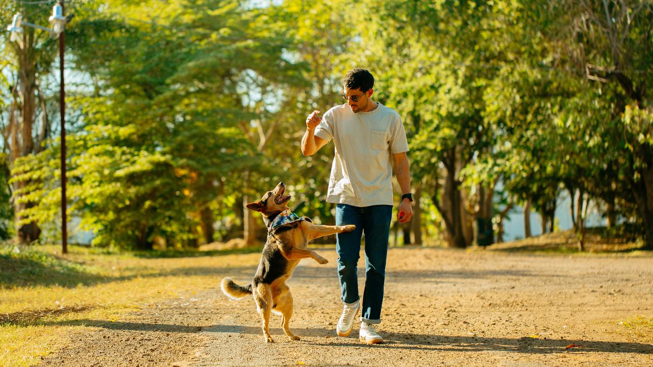 A man walking with a jumping dog on a sunny, tree-lined path.