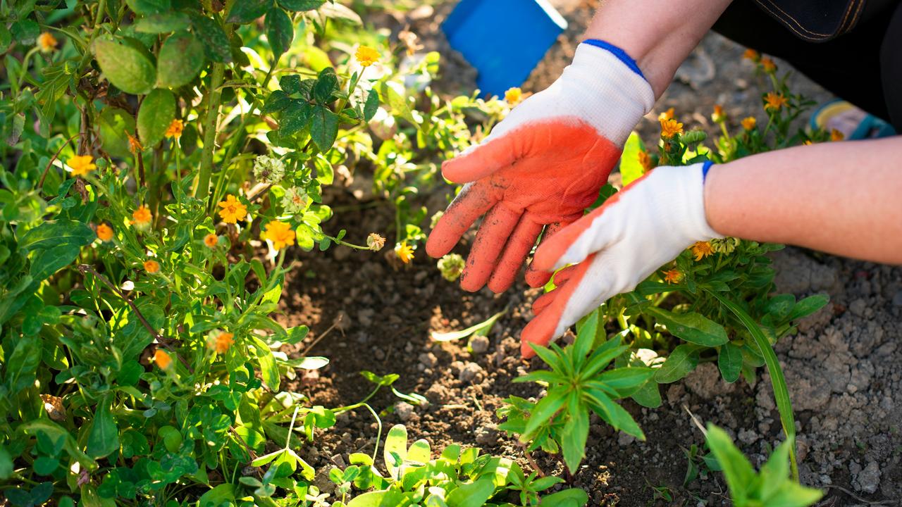 A gardener planting flowers in soil.