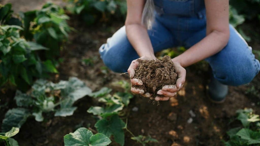 A person holding a handful of soil in a garden.