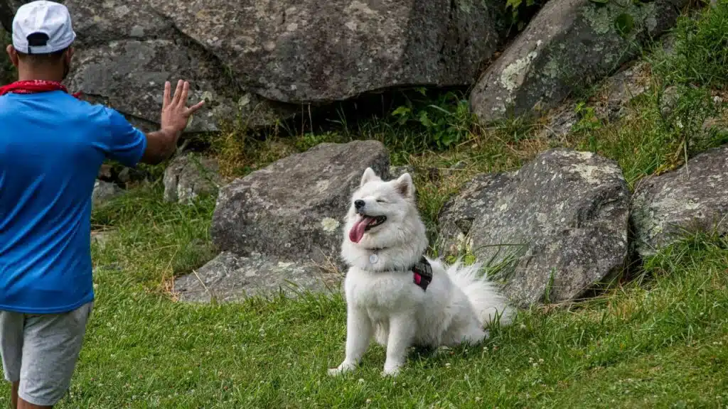 A man in a blue shirt raises his hand, training his happy, fluffy white dog.