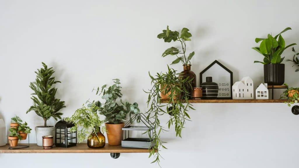 A wall shelf with potted plants and small decor items.