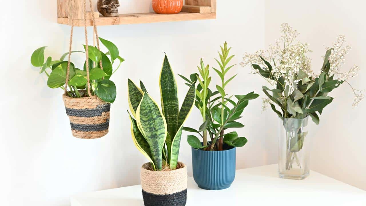 A collection of houseplants in decorative pots and a vase on a white table.