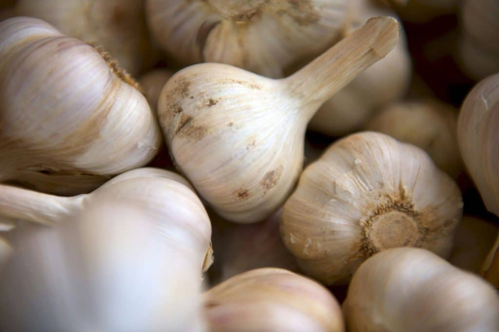 A picture of garlic