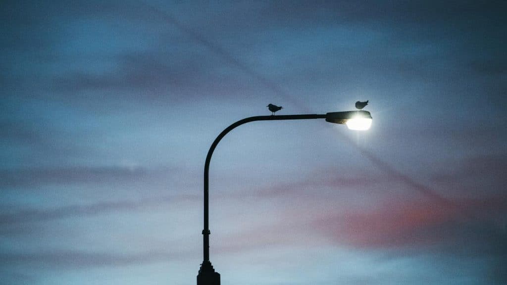 A streetlamp glowing at dusk with two birds perched on it.