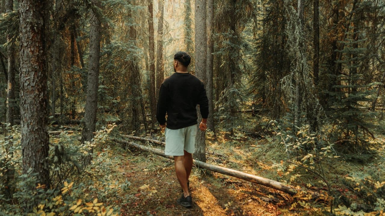 A man in shorts and a black sweatshirt walks along a path in a dense, sunlit forest.