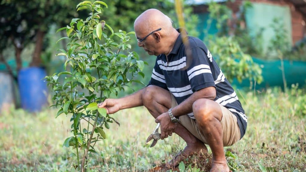 A bald man with glasses and a striped shirt is crouching and pruning a small tree with clippers.