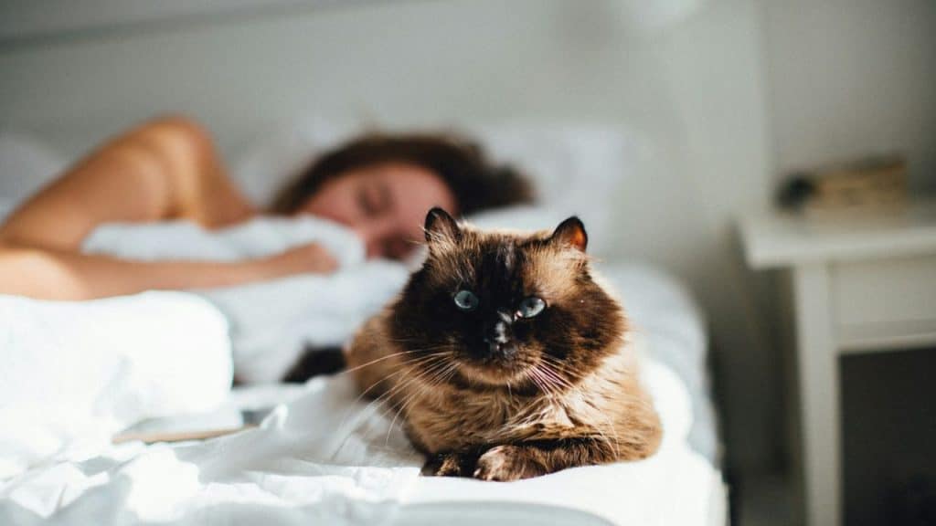 A brown cat with blue eyes is on a white bed, with a person sleeping in the background.