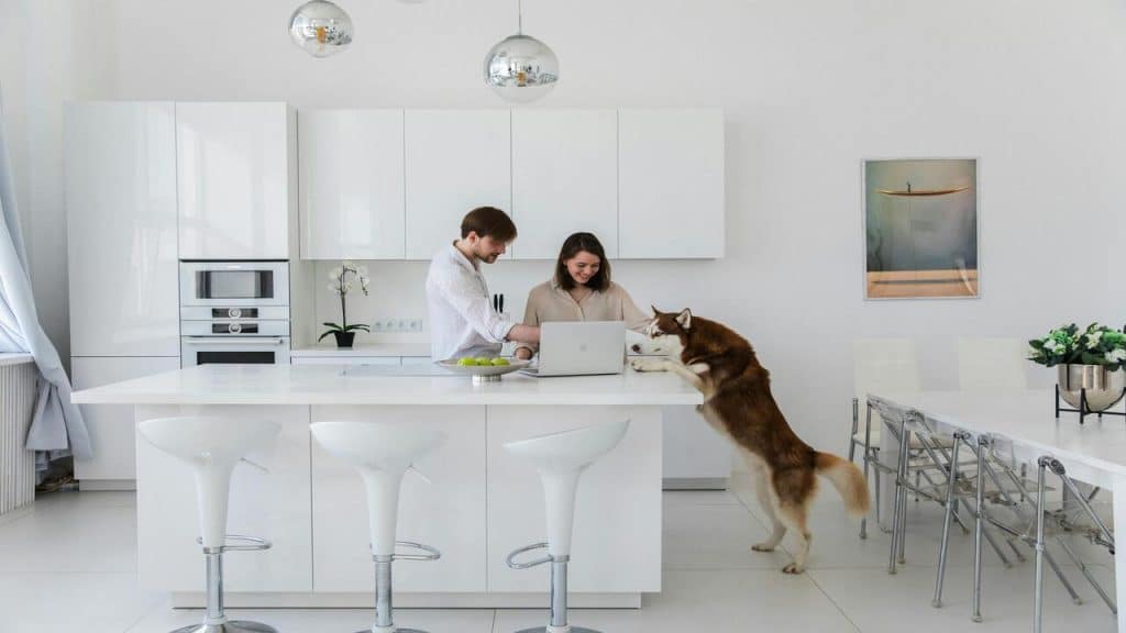 A couple spending time with their dog