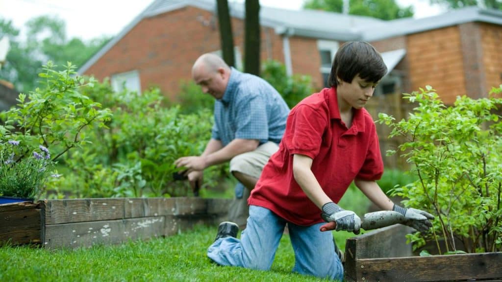 A man and a boy are both kneeling in a grassy yard, tending to plants in raised wooden garden beds.