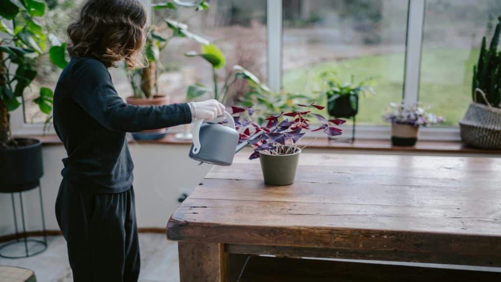 A woman watering plants in a greenhouse