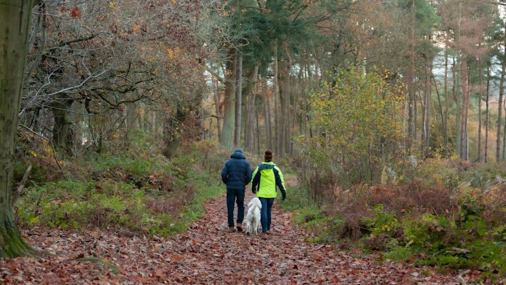 A couple walking down a path in the woods with their dog in autumn season.