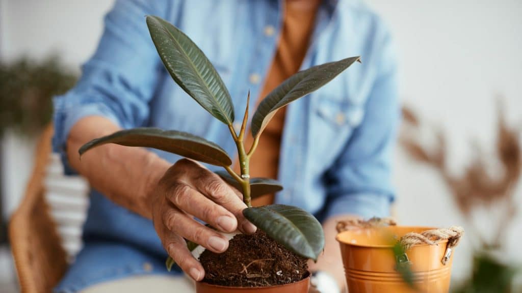 A mature man repotting a plant in a larger flowerpot at home.