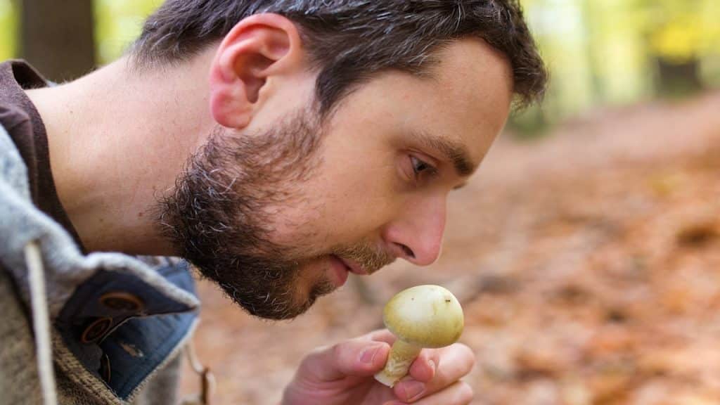 Young man picking mushrooms in autumn forest.