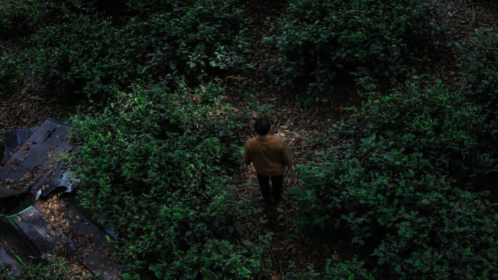 A man walking through a lush green forest.