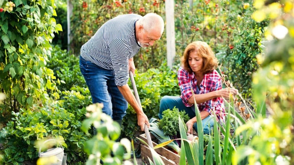 An older man and woman are working together in a vegetable garden on a sunny day.