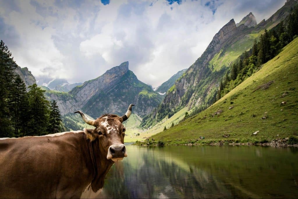 A picture of cow in Switzerland