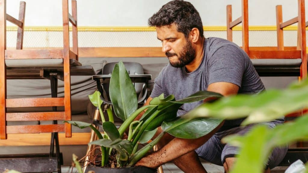 Bearded man in a gray t-shirt crouching down to tend to a large potted plant.