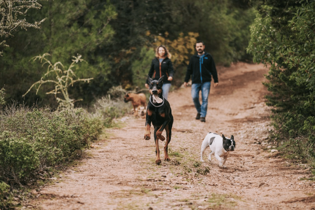 A man and a woman walking dogs