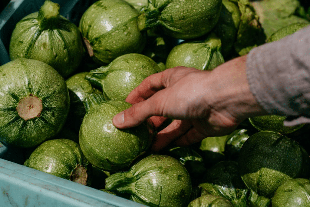 A man picking up a zucchini