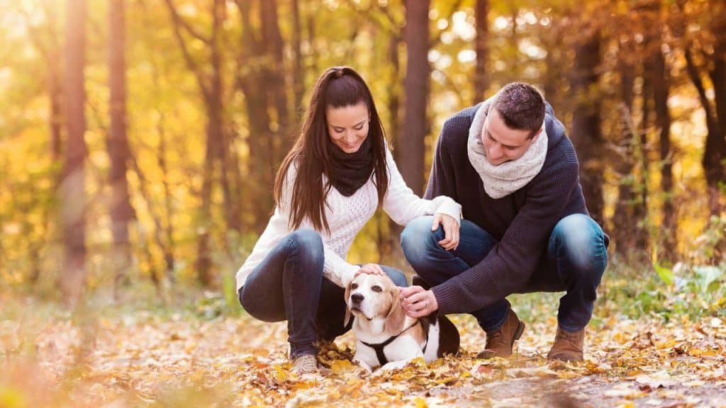 A smiling young couple in scarves is crouching and petting a beagle dog on a path covered with fall leaves.