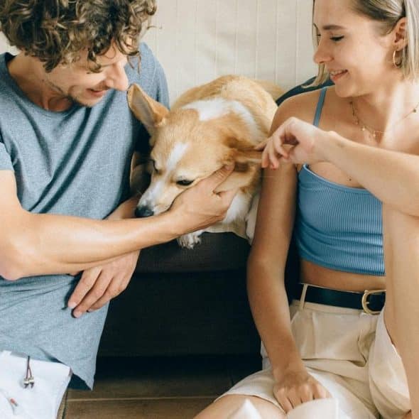 A couple sitting on the floor playing with a corgi dog.