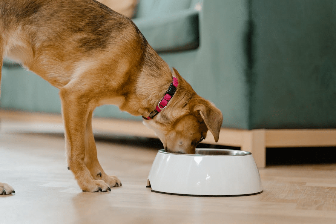 A brown dog eating