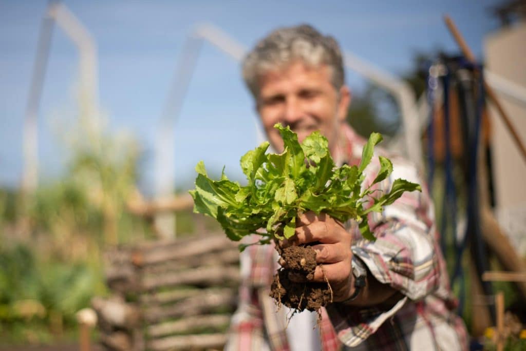 Mature man holding a vegetable crop.