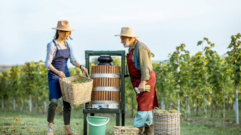 A senior man and young woman as winemakers squeezing grapes with a press machine on the vineyard, getting fresh juice for wine production.