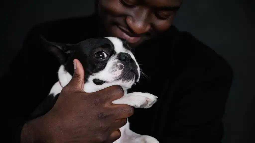 Smiling man holding a black and white Boston Terrier dog against a dark background.