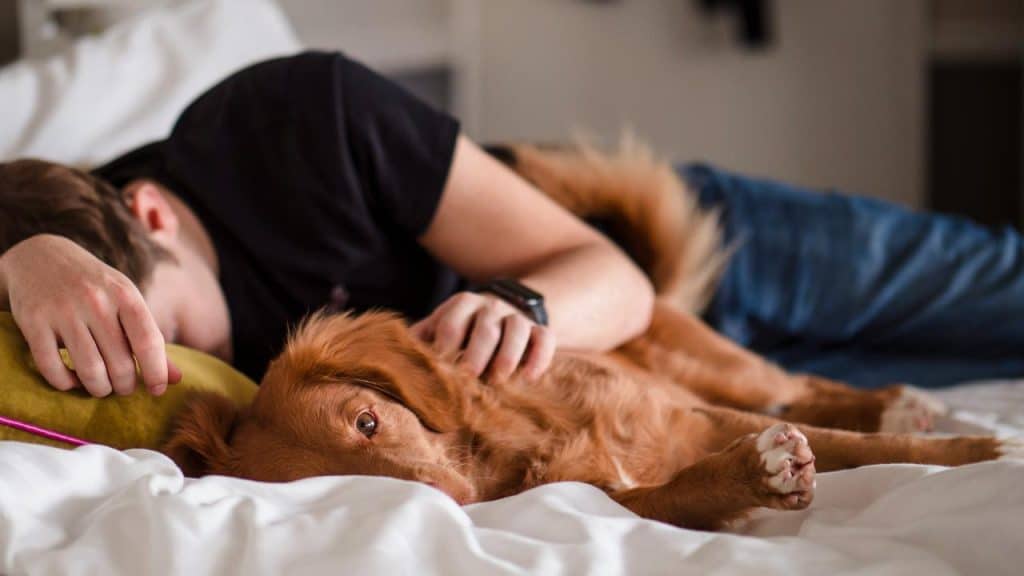 A person lying on a bed cuddling a relaxed dog.