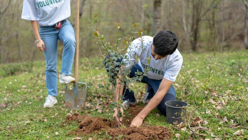 A pair of volunteers planting a small tree in a park.