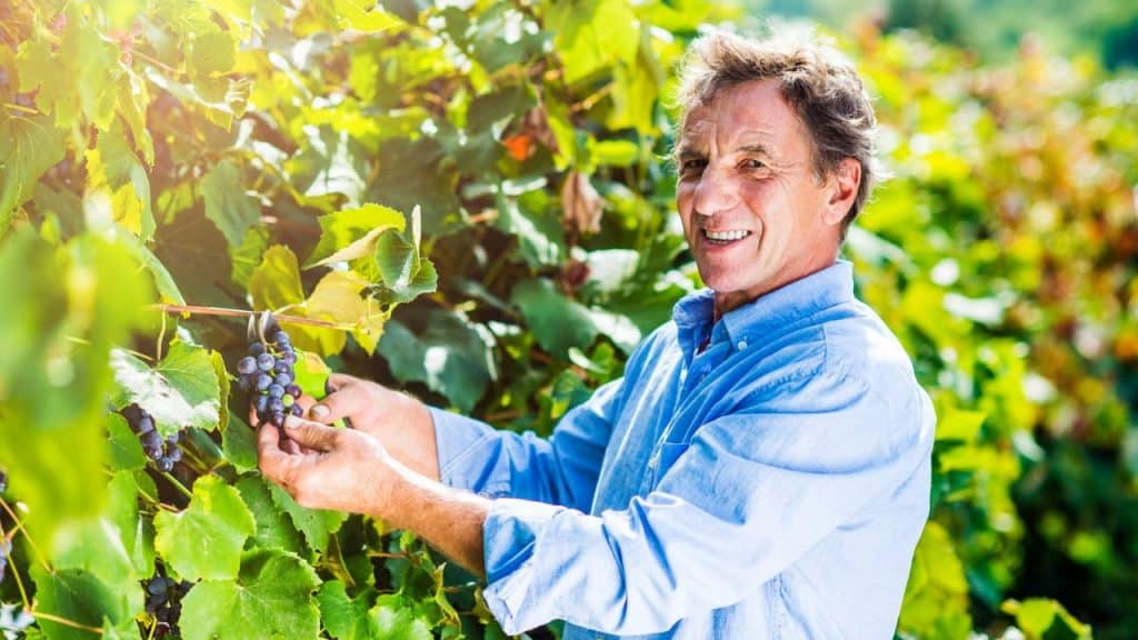A smiling man in a blue shirt picks purple grapes from a sunlit vine in a vineyard.